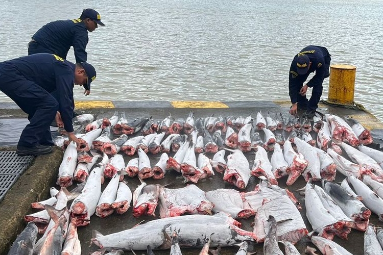 Tiburones mutilados hallados en el Pacífico - Cortesía
