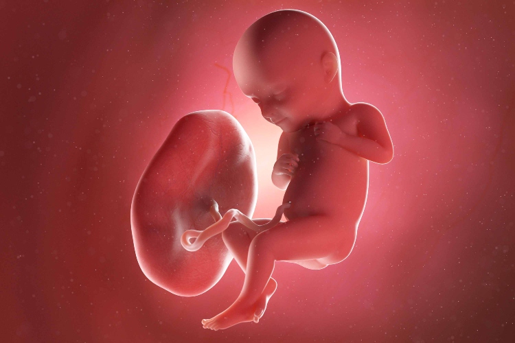 Científicos imprimen en 3D una miniplacenta: un avance en medicina reproductiva