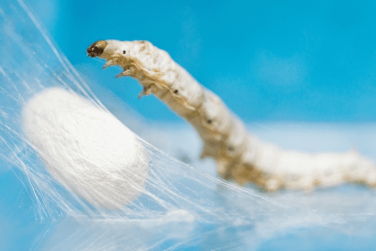 Científicos logran insertar genes de araña en gusanos de seda