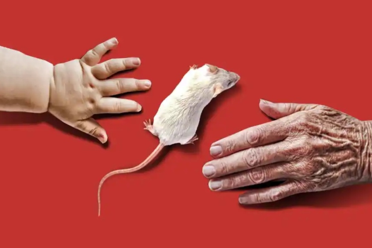 Científicos logran extender la vida en ratones un 33%