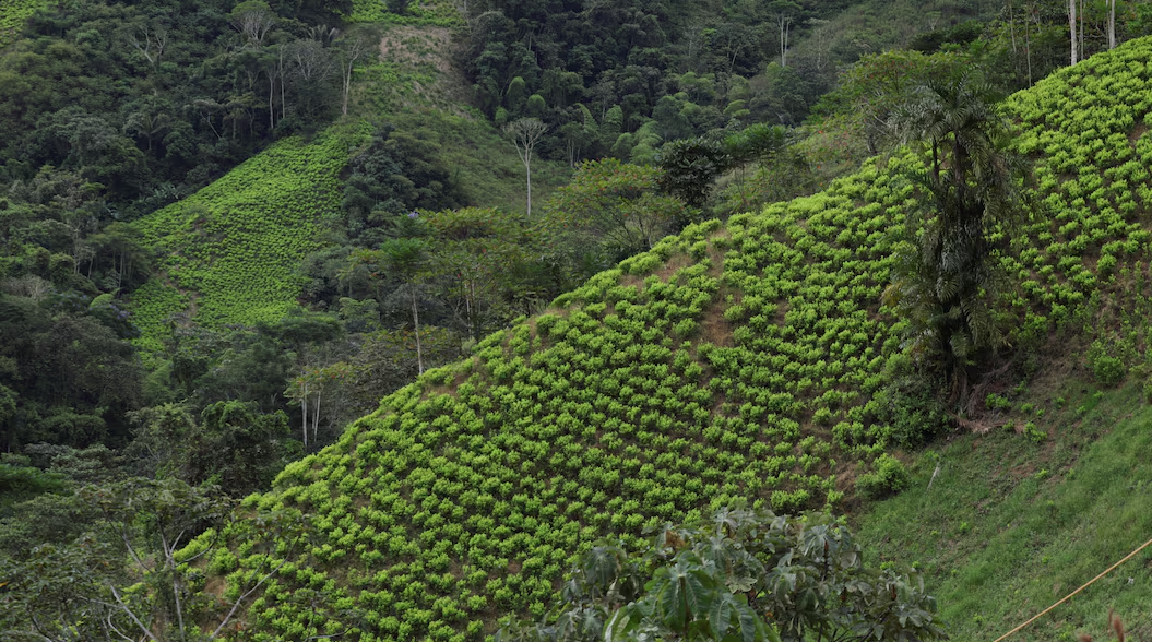 El Cañón del Micay