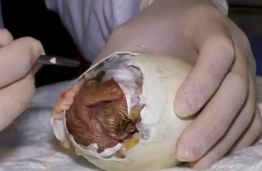 cóndor de los Andes