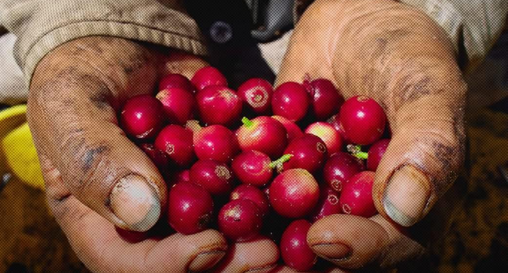 Producción de café