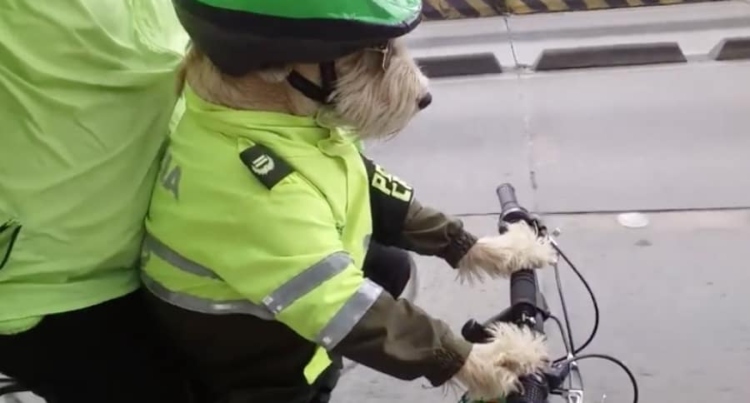 Hogar de esperanza_ Policías de Kennedy rescatan perritos de la calle