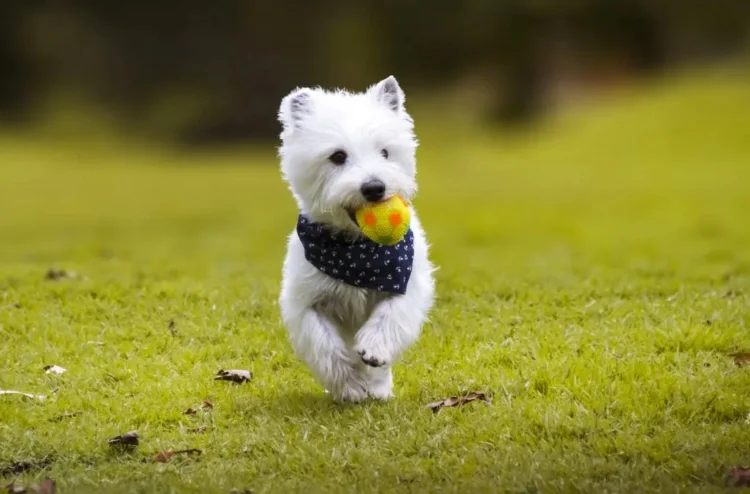 Una emocionante jornada de adopción organizada en Theatrón