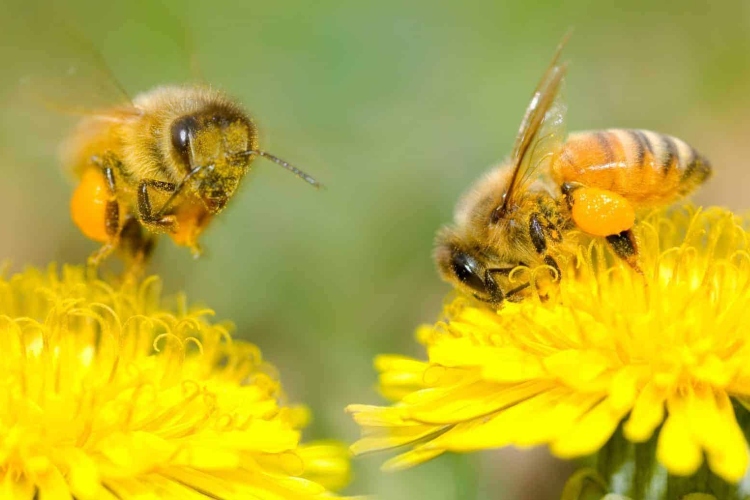 Superalimento creado para salvar a las abejas