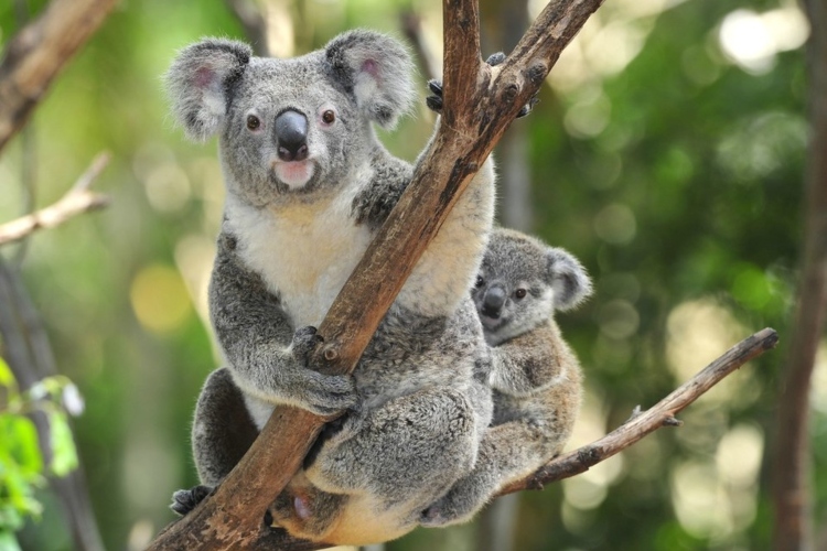 Australia regula la tala de árboles para proteger a los koalas