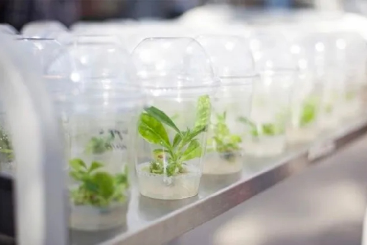 Científicos modifican plantas genéticamente para aumentar la absorción de CO₂