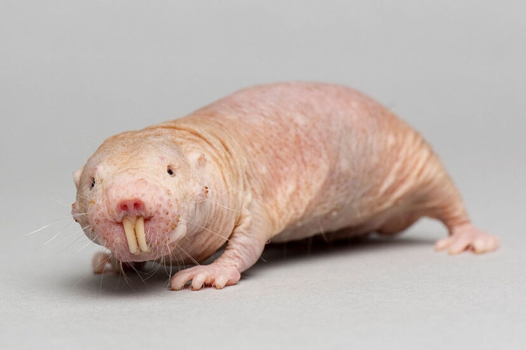 El secreto genético detrás de la longevidad del ratopín rasurado