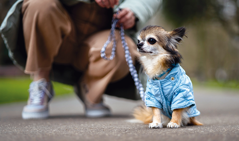 los animales no son cosas