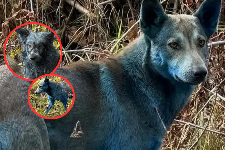 Hallan perros con pelaje azul en Chernóbil: científicos descartan radiación