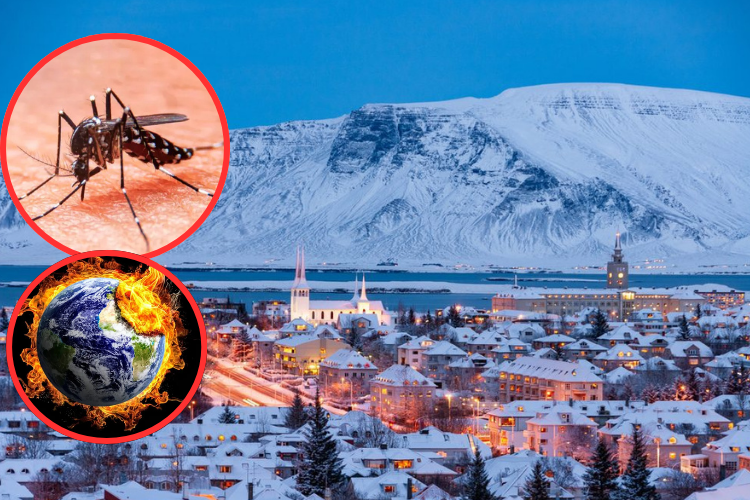 Mosquitos llegan por primera vez a Islandia debido al calentamiento global