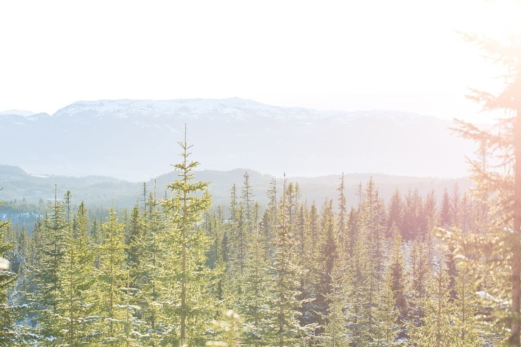 Descubren que pinos de Noruega pueden acumular oro gracias a bacterias