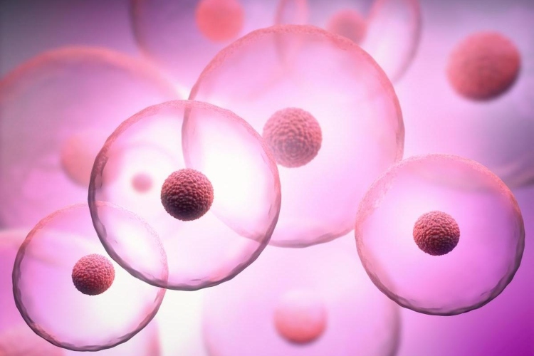 Científicos crean óvulos humanos a partir de células de la piel