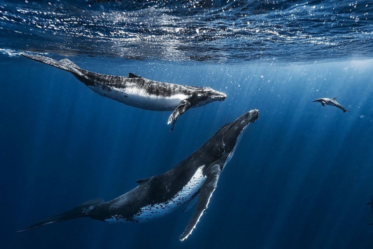 Crisis en Canadá: parque marino amenaza con sacrificar 30 ballenas tras bloqueo de venta