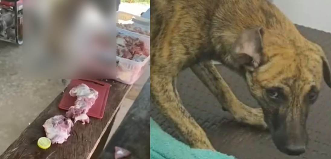 En el municipio de Bolívar, Antioquia, departamento de Antioquia, un hombre señalado de agredir brutalmente a un perro se entregó a las autoridades. Según lo anunciado por el gobernador Andrés Julián Rendón, el individuo acudió acompañado del animal que habría sido víctima de la agresión. La entrega se produce luego de intensas reacciones de la comunidad y la apertura de una recompensa de 50 millones de pesos por información que facilitara la captura del presunto agresor. El mandatario indicó que el hombre suministró una versión inicial de los hechos a la Policía, señalando que la agresión habría ocurrido el pasado 3 de noviembre. En un mensaje publicado en redes sociales, el gobernador afirmó que “es tarea de los veterinarios evaluar si se trata del mismo que aparece en las imágenes” y manifestó que el proceso de investigación está en manos de la Fiscalía General de la Nación y de la Policía Nacional. El caso generó conmoción en la opinión pública luego de que un video del ataque —donde se observa al hombre golpeando al perro con un palo y propinándole patadas— se difundiera en redes sociales. Ante ello, las autoridades activaron un equipo veterinario para que realice un examen técnico al animal; también evalúan la posibilidad de que la agresión haya provocado la muerte de la mascota. Cabe recordar que, conforme a la Ley 1982 de 2019 (también conocida como “Ley Ángel”), el maltrato animal puede conllevar sanciones de hasta seis años de prisión, lo que subraya la gravedad con que se está abordando este caso.