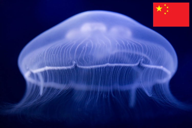 China crea un dron submarino inspirado en una medusa fantasma