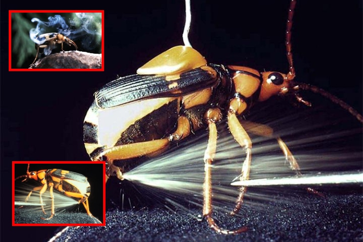 El increíble poder del escarabajo bombardero