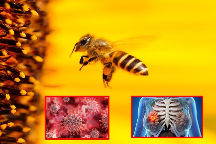 El veneno de abeja podría eliminar el cáncer de mama agresivo en menos de una hora