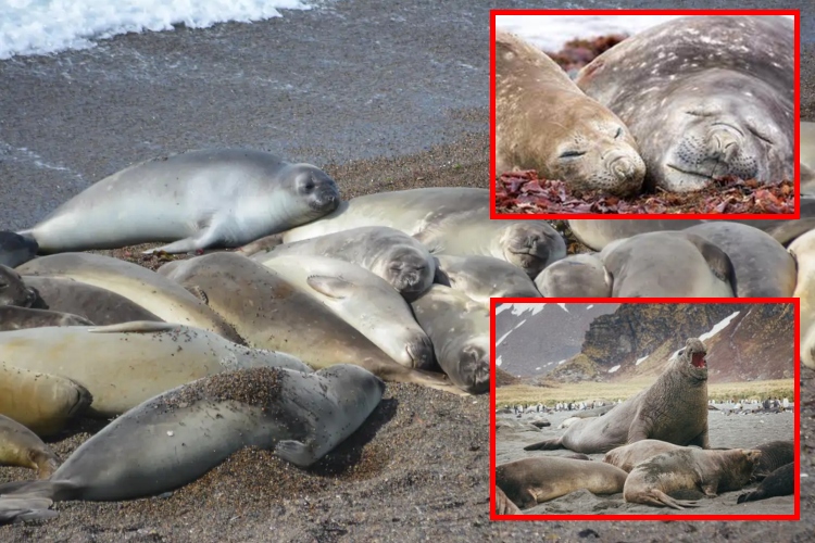 Gripe aviar arrasa población de elefantes marinos
