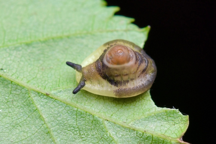 La oruga japonesa que imita a un caracol para sobrevivir: Naryciodes posticalis