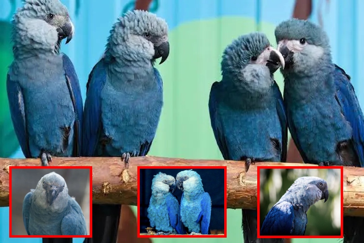 Los últimos guacamayos azules dan positivo a un virus letal