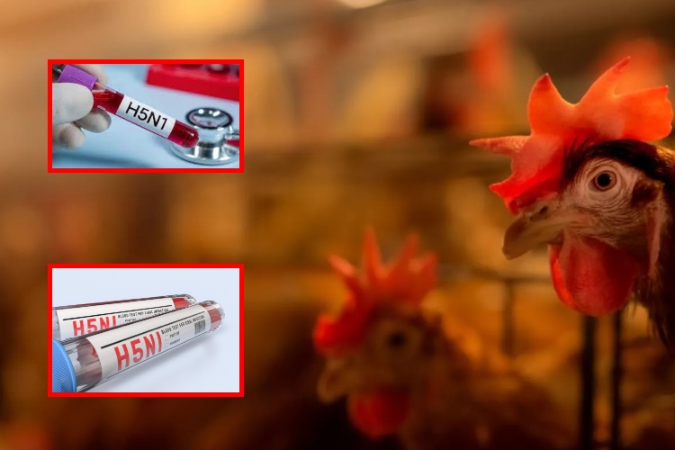 Primera muerte en el mundo por gripe H5N5 confirmada en Washington