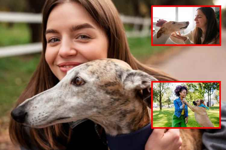 Adolescentes con perros muestran menos ansiedad y problemas sociales