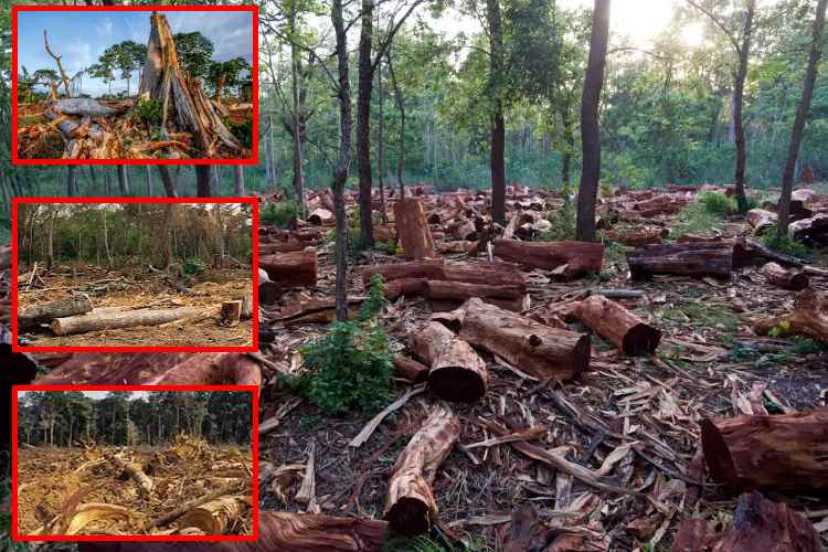 Bosques africanos dejan de absorber CO₂