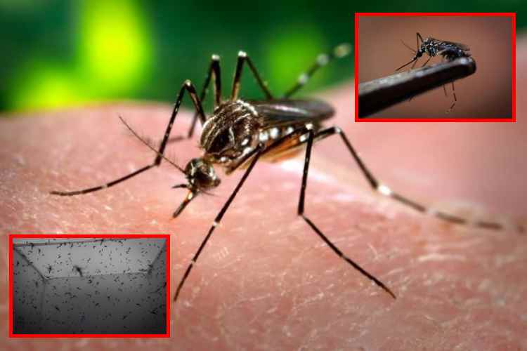 Brasil abre megafábrica de mosquitos para frenar el dengue