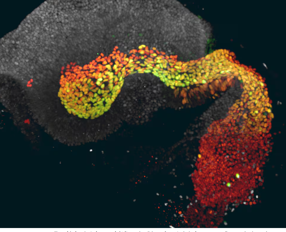 Un modelo de embrión recrea por primera vez la “semana perdida” del origen humano