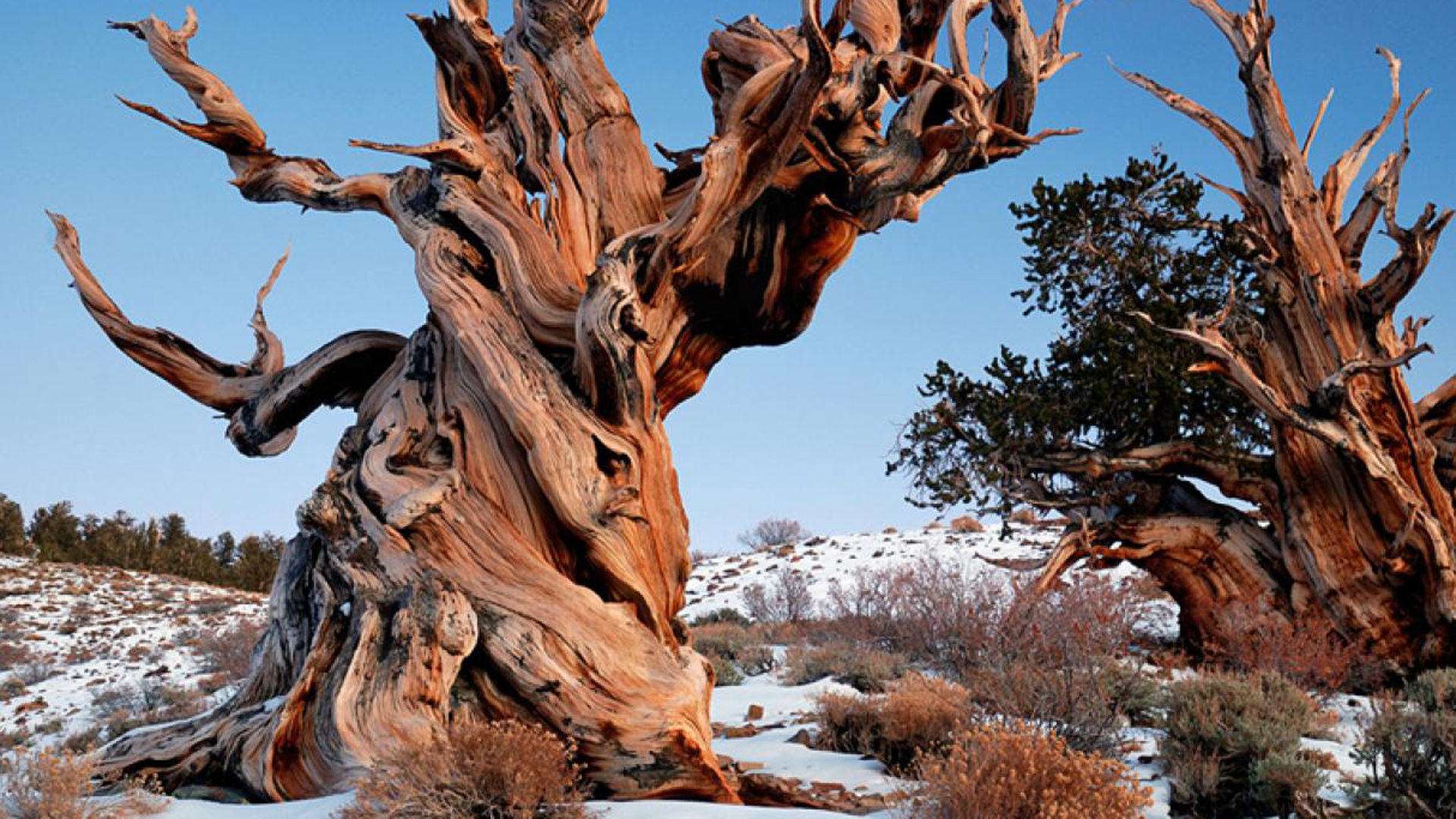 ¿Sabías que el árbol más antiguo del mundo podría tener más de 5.400 años?