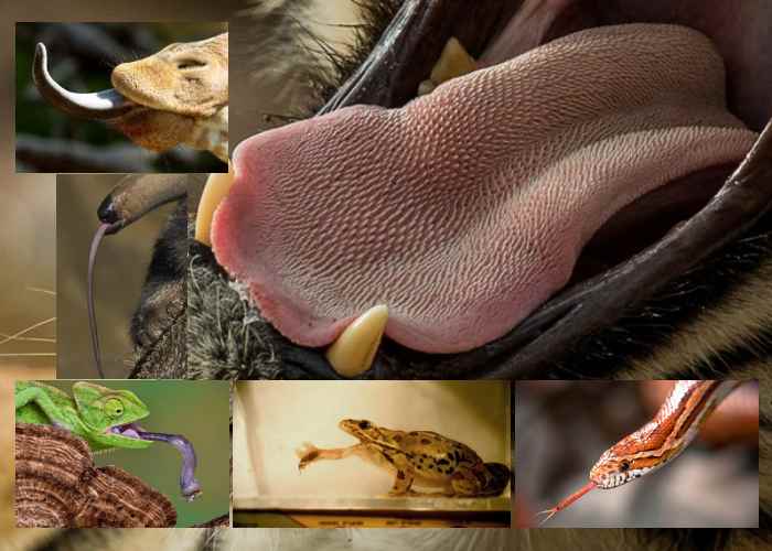 Las sorpresas ocultas en las lenguas de los animales