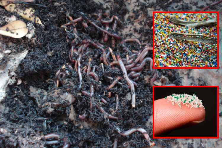 Microplásticos amenazan a las lombrices y la salud del suelo