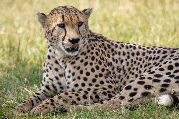 Día Internacional del Guepardo: una llamada global por su conservación