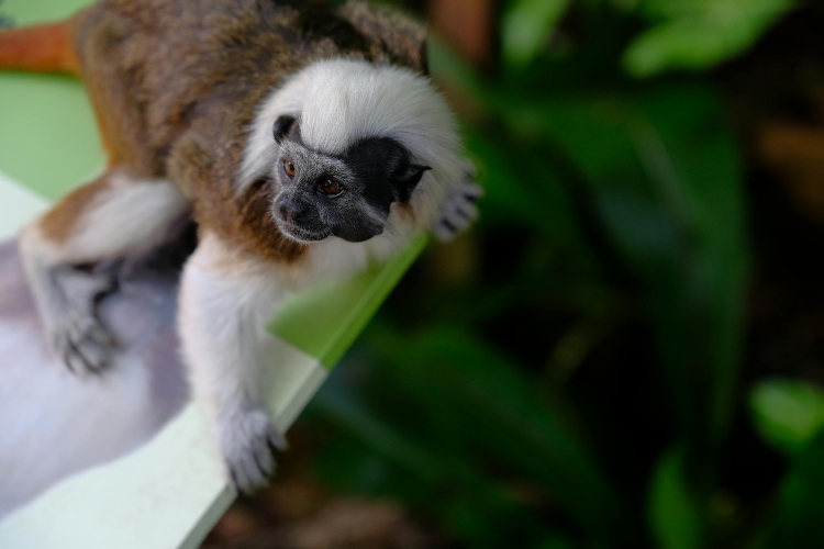 El tití cabeciblanco: un símbolo del Caribe colombiano que lucha contra la extinción