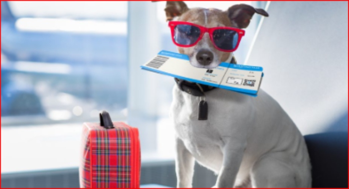 VIAJE- MASCOTA- VACUNAS- MSD Salud Animal en Colombia-