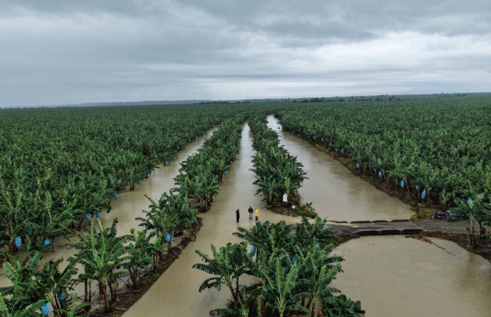 Urabá- Frente Frío- lluvias-Asociación de Bananeros de Colombia- AUGURA- 5Feb-