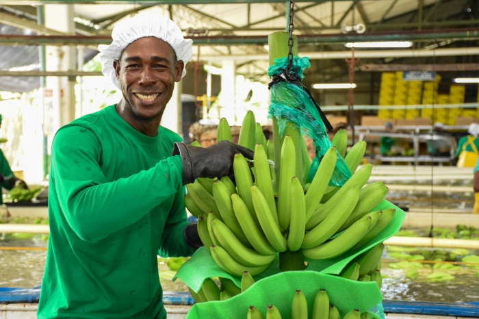 Exportaciones- Colombia-banano- Emersona Aguirre Medina- Augura-
