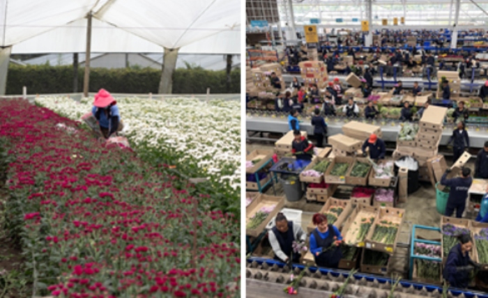 Dia de La Madre- Plan Pétalo Asocolflores- Colombia-