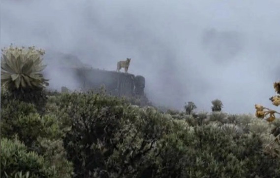 El regreso de un gran felino a Boyacá enciende las alarmas sobre proyectos de fracking