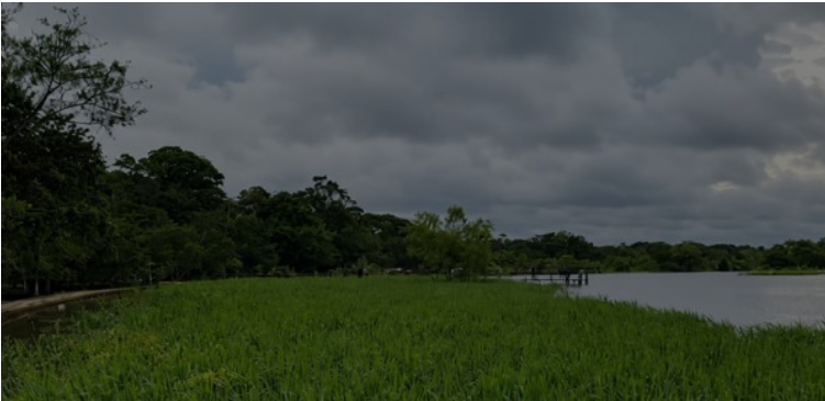 Inundaciones arrasan cultivos y dejan millonarias pérdidas a campesinos de Buenavista Dos