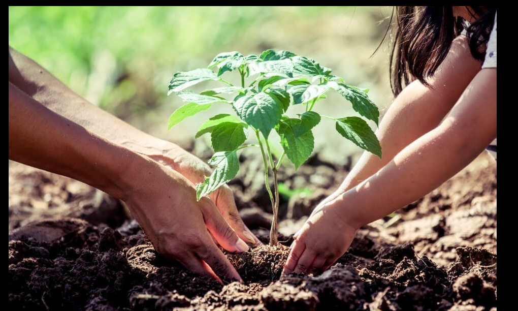 El cuidado del ecosistema es clave para garantizar un futuro sostenible