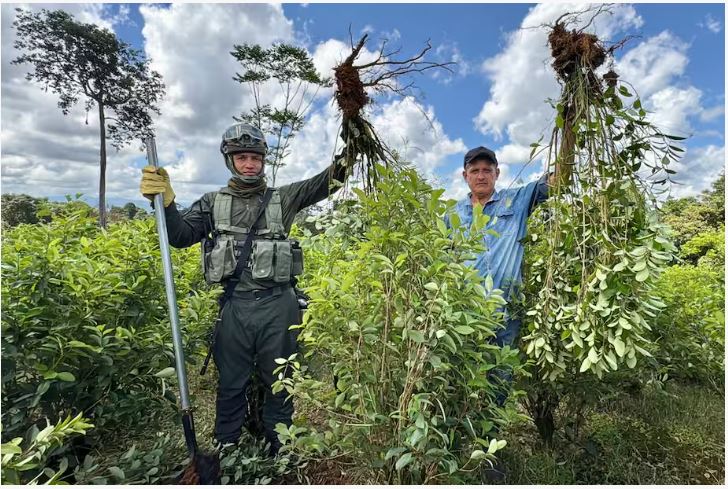 Familias de Villagarzón se comprometen a erradicar voluntariamente 1.500 hectáreas de coca
