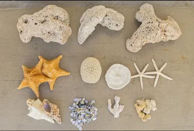 Más de una tonelada de especies marinas incautadas en El Dorado serán devueltas a su ecosistema