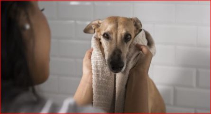 ¡Pilas con la humedad y las lluvias!, el ambiente ideal para infecciones de piel en perros y gatos