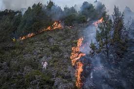 Altas temperaturas generan preocupación por riesgo de incendios forestales en Colombia