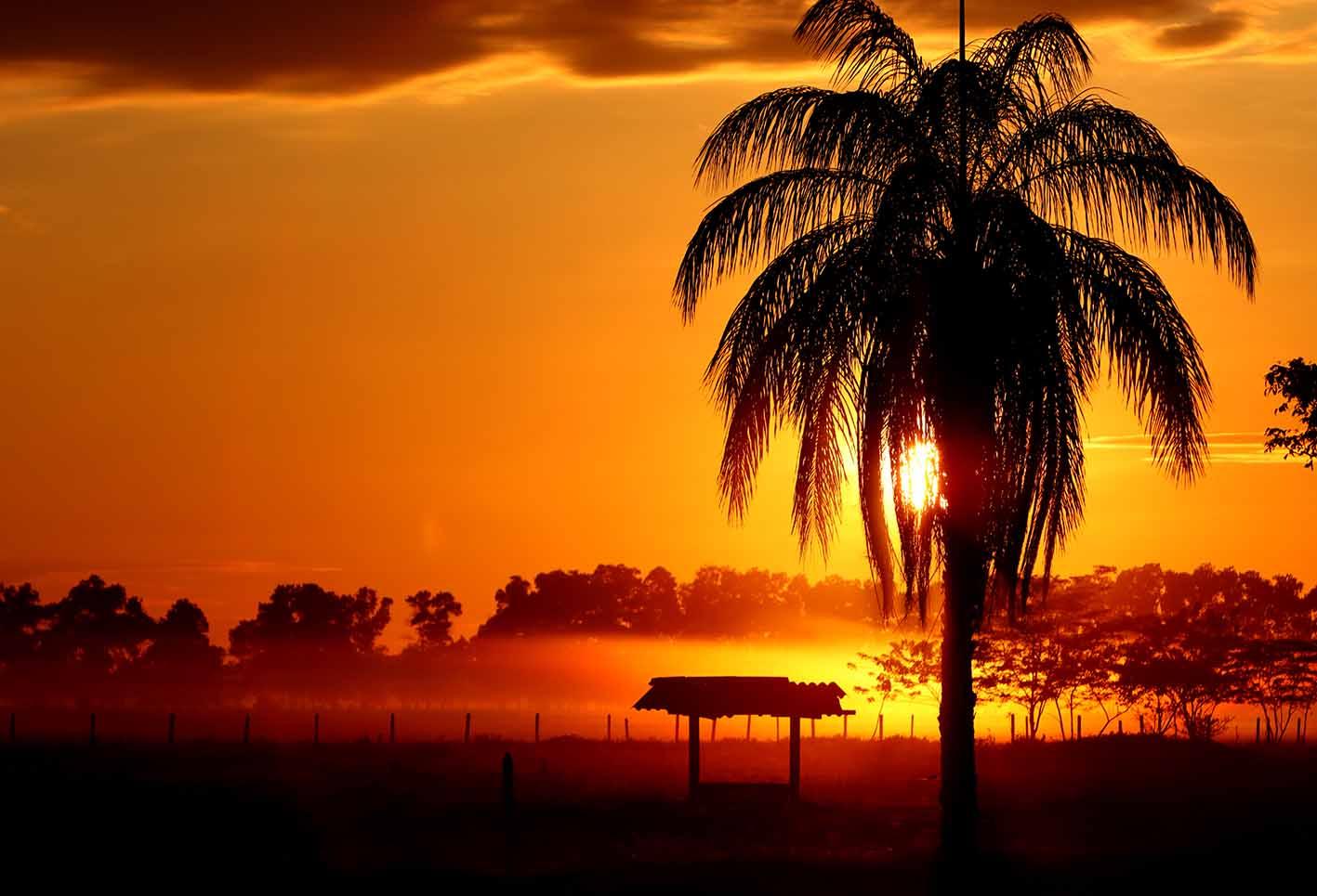 Safari Llanero