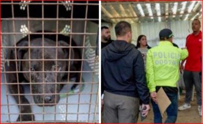 A la cárcel fueron enviados 13 personas por peleas clandestinas de perros en La Calera