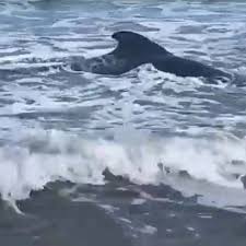 Cría de ballena estuvo varada por horas en una playa de Tasajera, Magdalena